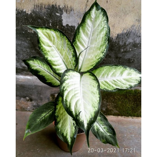 aglonema diven || tanamanhias aglonema murah meriah