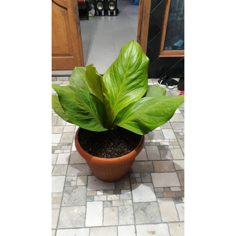 Jemani Cobra katalog