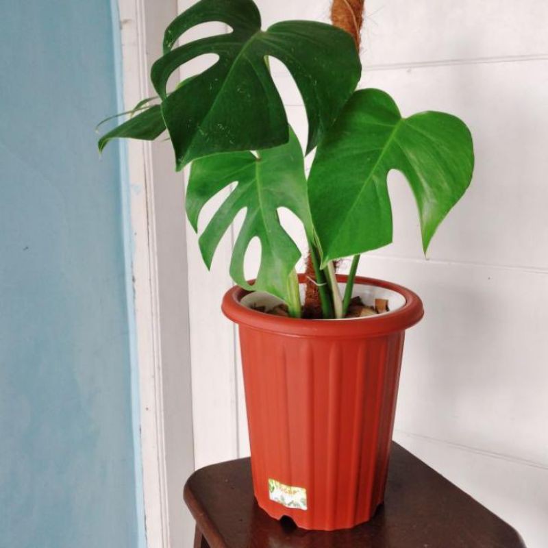 Pot Bunga Tanaman Plastik Yogap YPT 10 / Pot Plastik Tinggi / Pirus / Pot Bunga Tebal