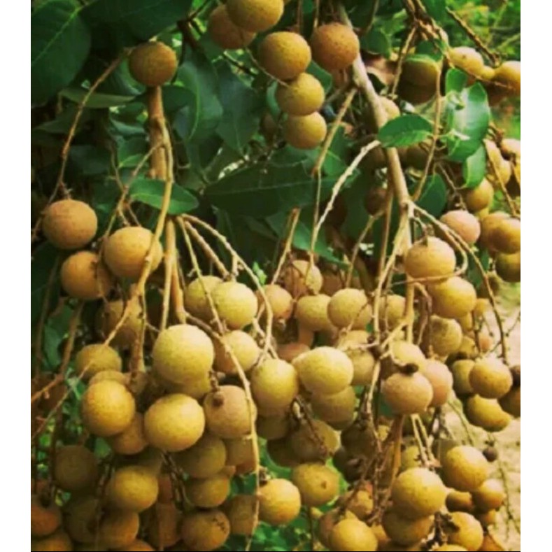 BIBIT POHON KELENGKENG DIAMOND RIVER MINIMAL BERBUNGA