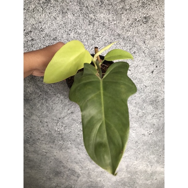 Philodendron violin golden