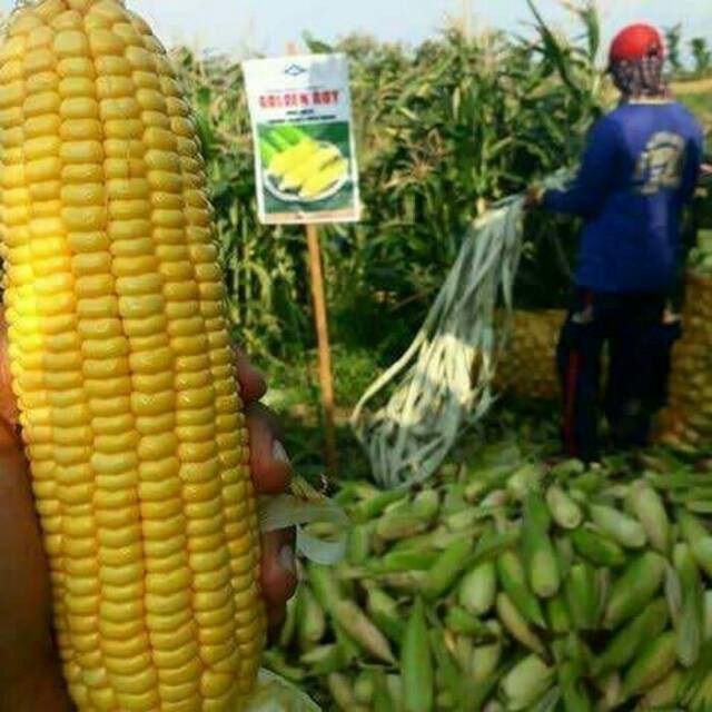 Benih Jagung Manis Repact