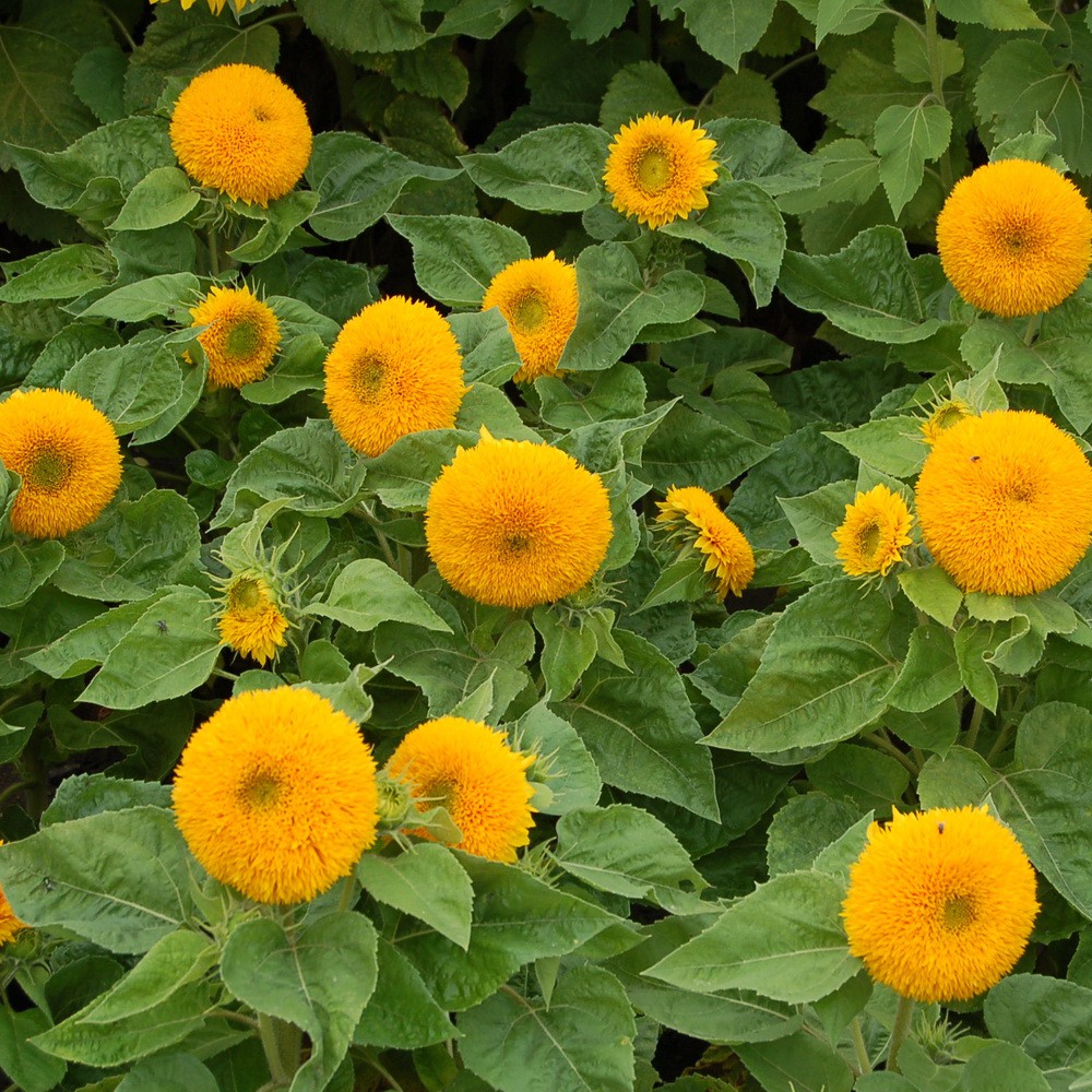 PlantaSeed - 10 Seeds - Teddy Bear Sunflower Biji Bunga - PAS0237