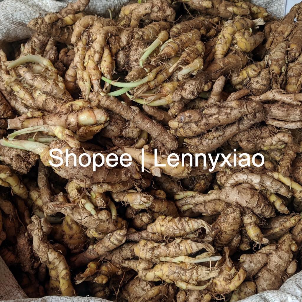 

Kunyit Putih Kecil Segar Kalimantan Obat Pencegah Kanker