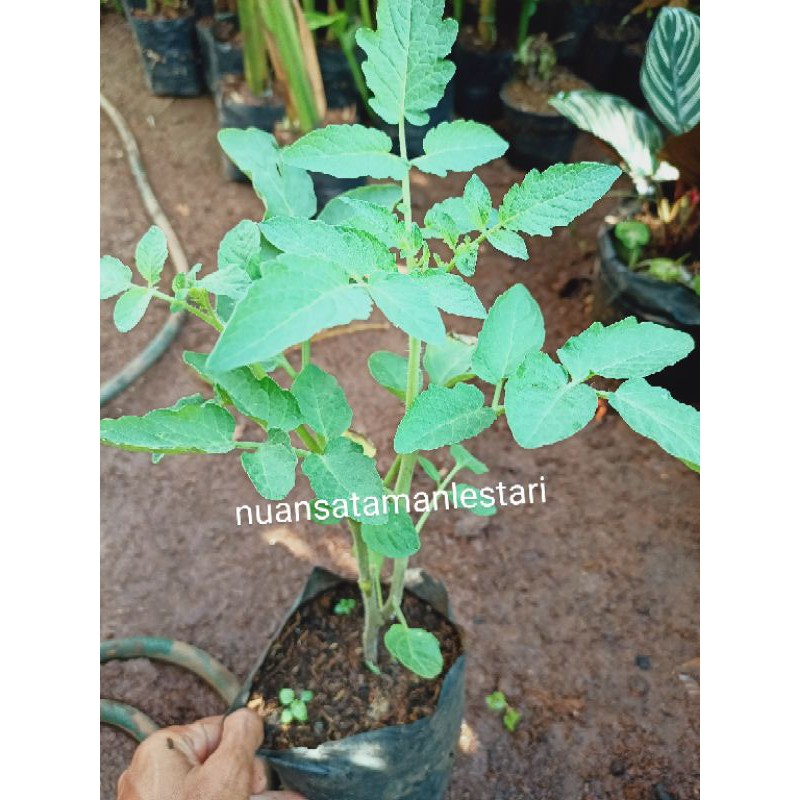 bibit Pohon tomat/bibit tomat