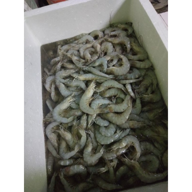 

Udang