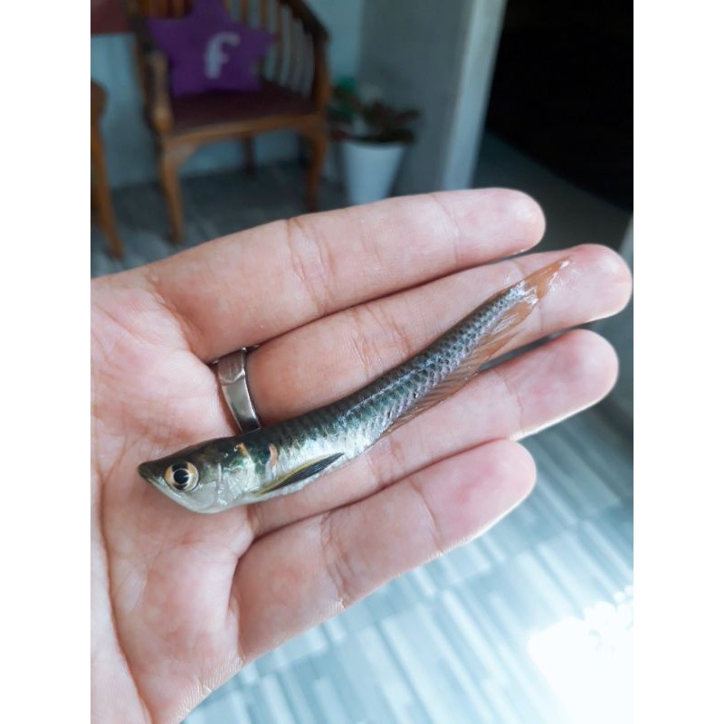 Ikan Arwana Silver Ukuran 8/10 Cm