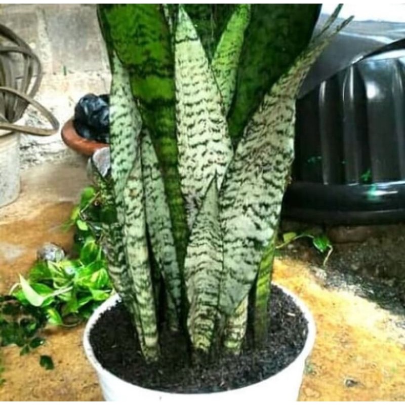 sensivera hijau varigata stok super