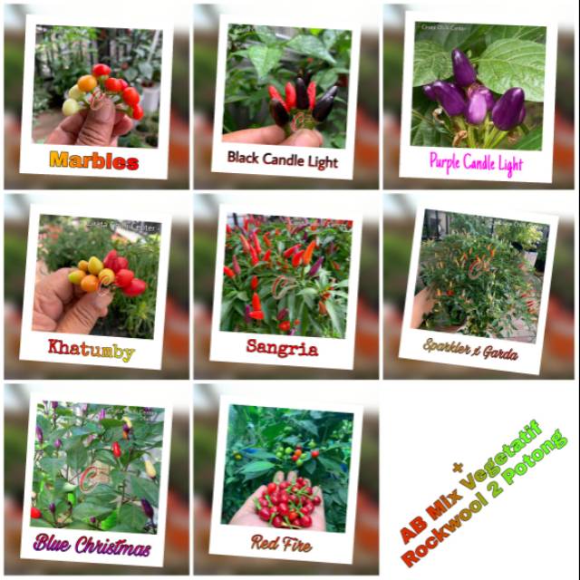 

Paket CANTIK Cabe Impor