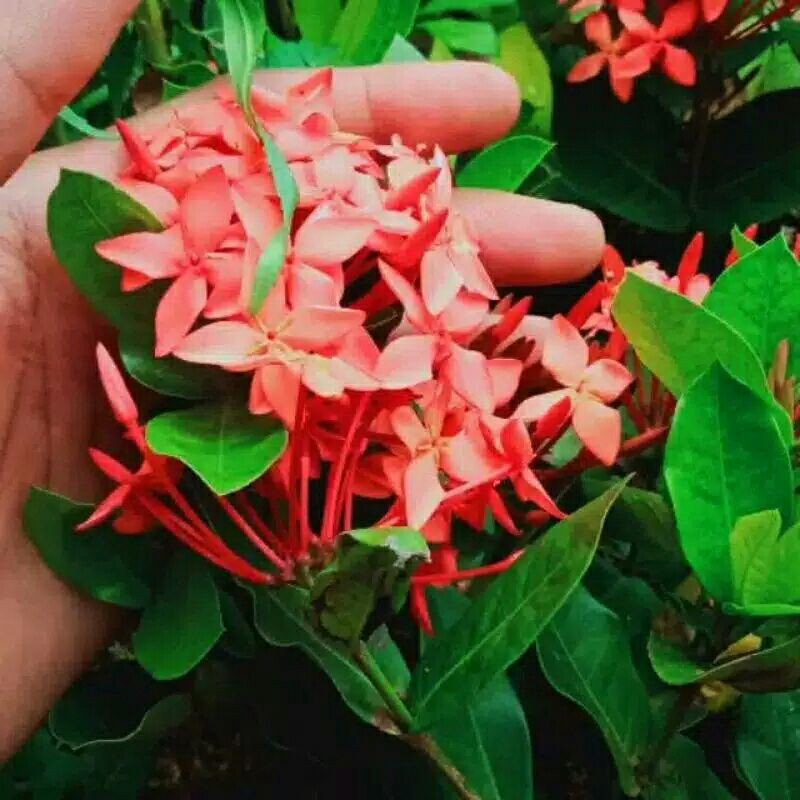 tanaman hias asoka hawai bunga merah-asoka hawai bunga merah-bunga merah asoka hawai -hias asoka