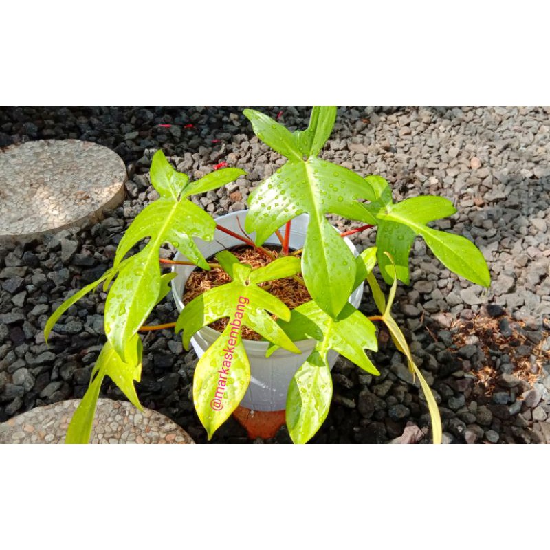 Tanaman Hias Philodendron Florida Gost / Kuku Bima