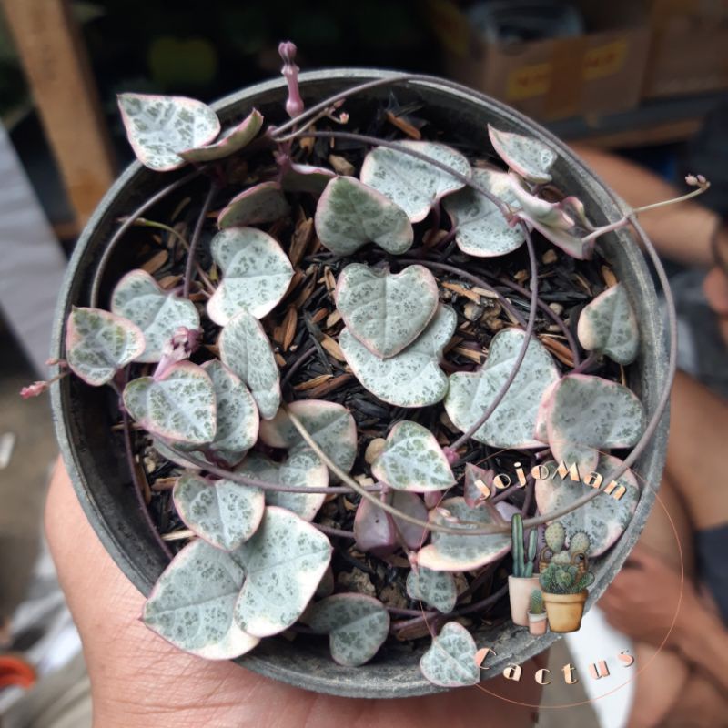 Kaktus/Sukulen String of heart variegata 17-20cm