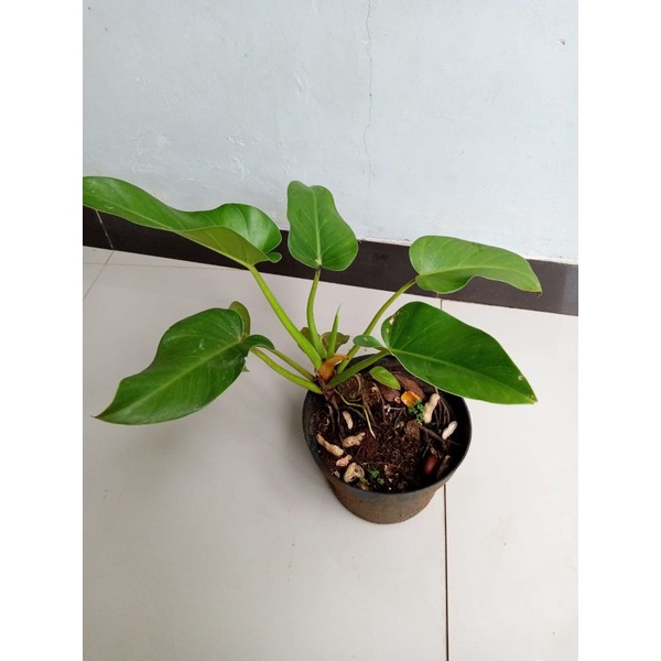 pohon pilo marbel bibit tanaman hias