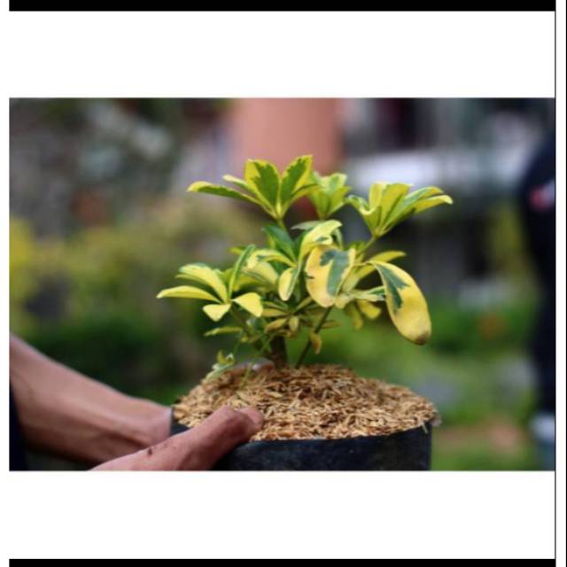 Walisongo tanaman Walisongo bunga hias tanaman hias