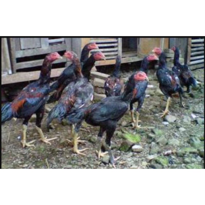 

anakan ayam jago