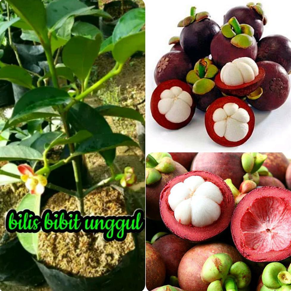 Cod Tanaman Buah Manggis Hibrida #_*