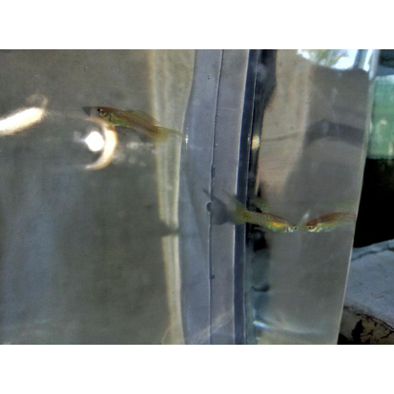 Ikan Guppy Yellow Lace Top Sword