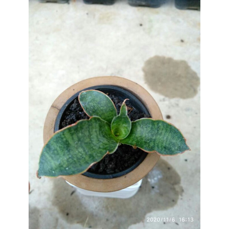 Tanaman hias mini sansevieria / sansivera hybrid marcopila x cordova