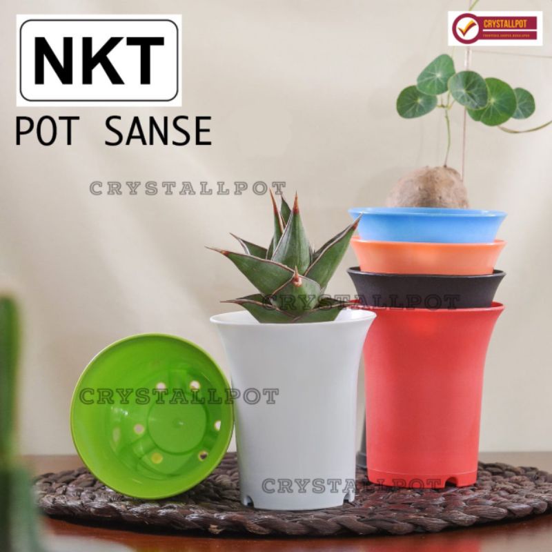 pot bunga tanaman mini nkt sanse 05 warna warni 5cm - NKT MINI SANSE 5