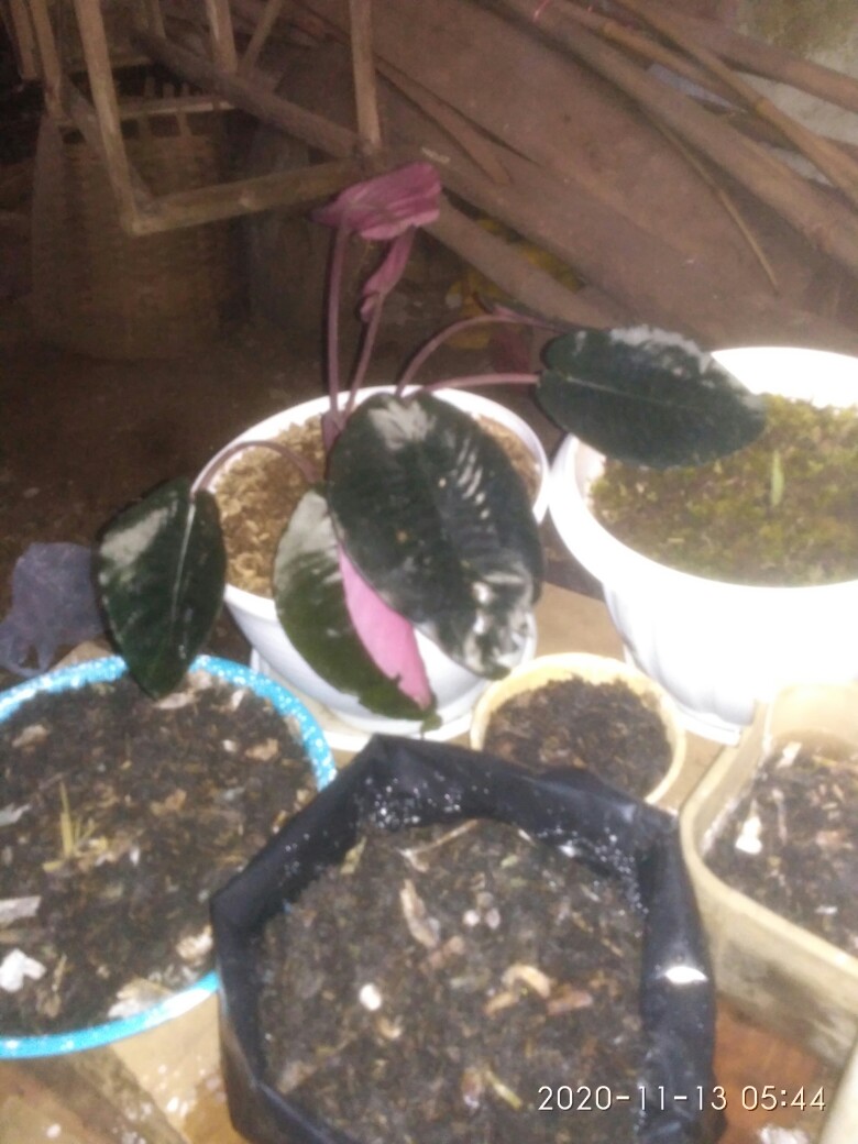 Bonggolan Alocasia Rigina