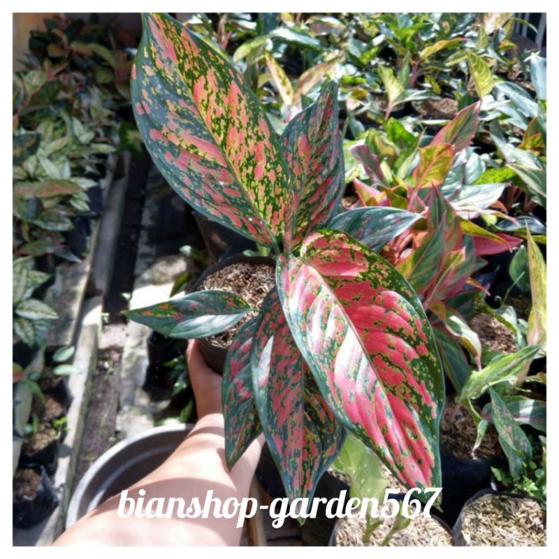 AGLONEMA VENUS DEWASA/ RED VENUS JUMBO