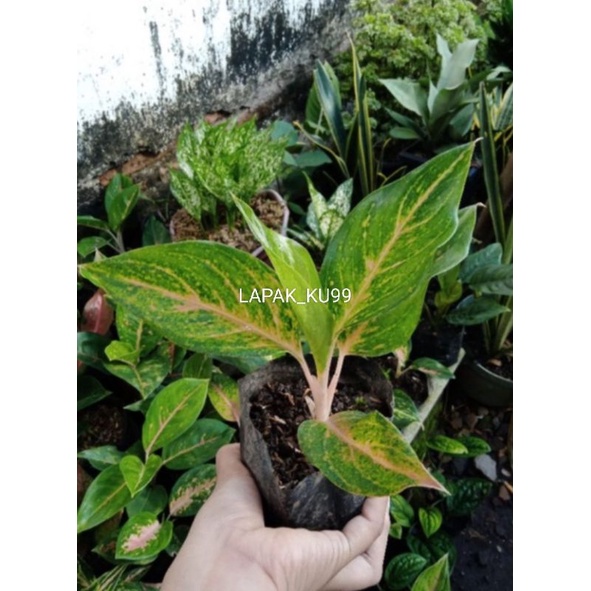 AGLONEMA MARAGARETA CANTIK #PROMO [ REMAJA ]
