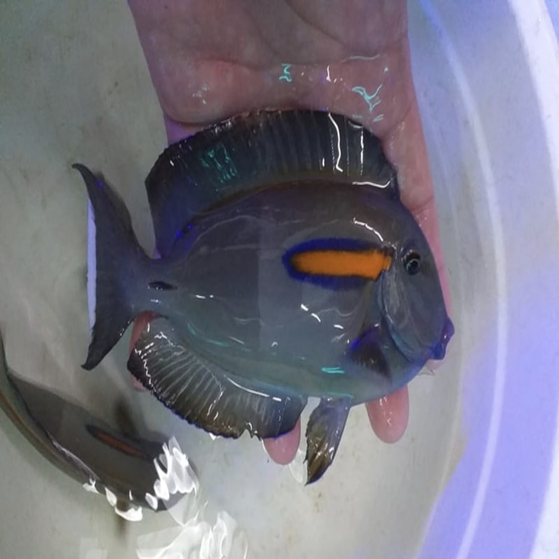 ikan hias laut botana kapsul