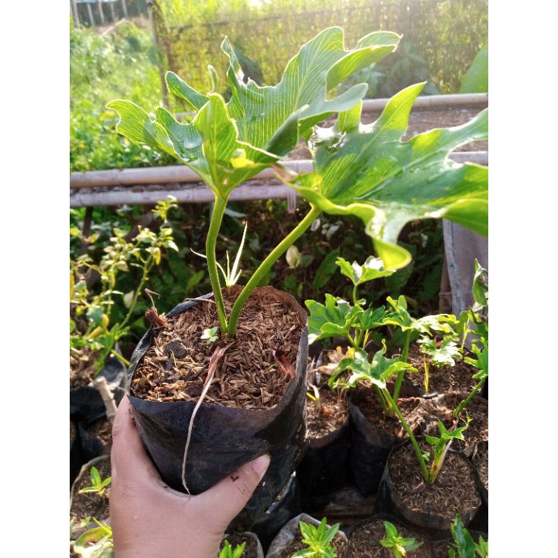 tanaman hias philo/dendron