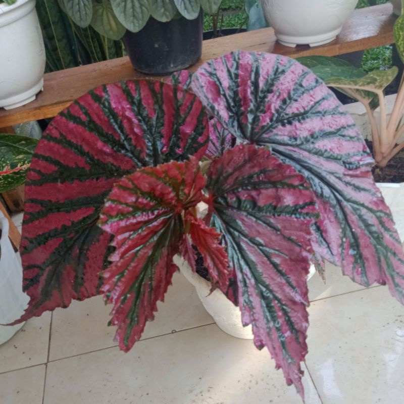 tanaman hias begonia walet