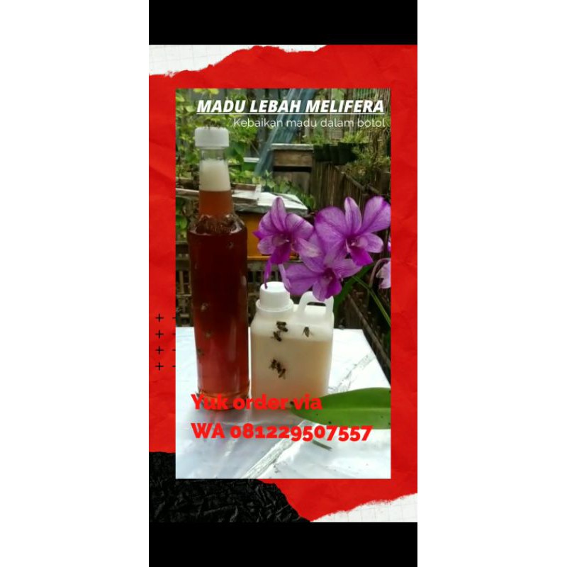 

MADU LEBAH MELIFERA