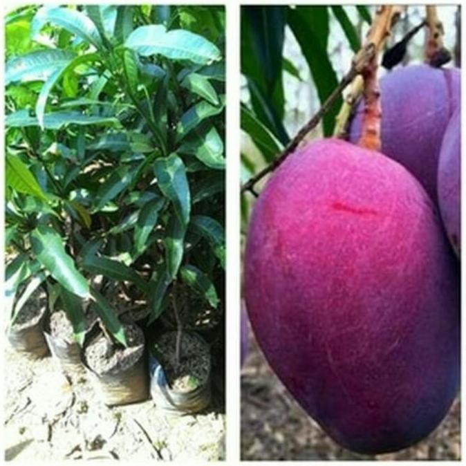 Paket 4 Bibit Tanaman Buah Rambutan Rapiah - Mangga Yuwen - Alpukat Aligator - Jambu Deli