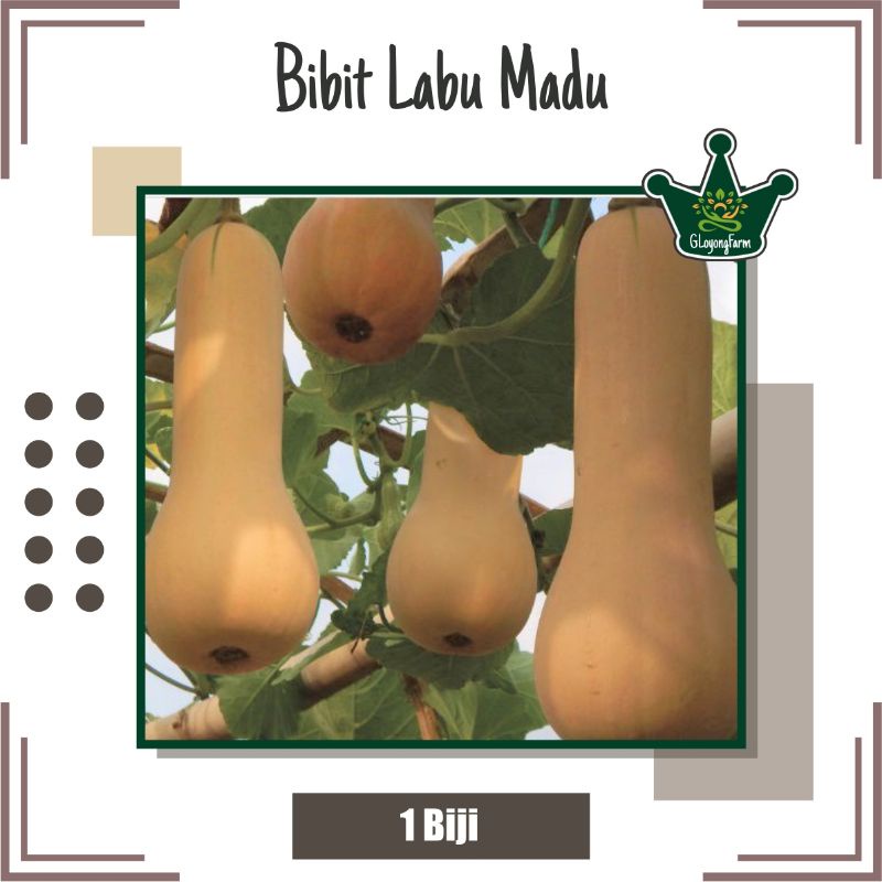 Benih Labu Madu Hibrida F1 Buldog - Bibit Buah