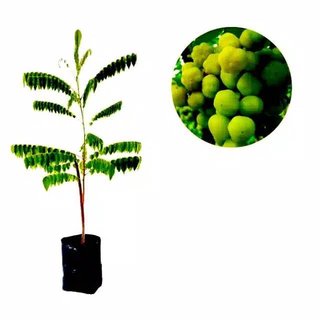 Bibit buah Cermai