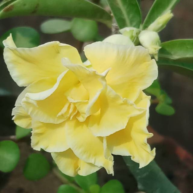 BIBIT ADENIUM BUNGA TUMPUK // ADENIUM BUNGA TUMPUK YELLOW