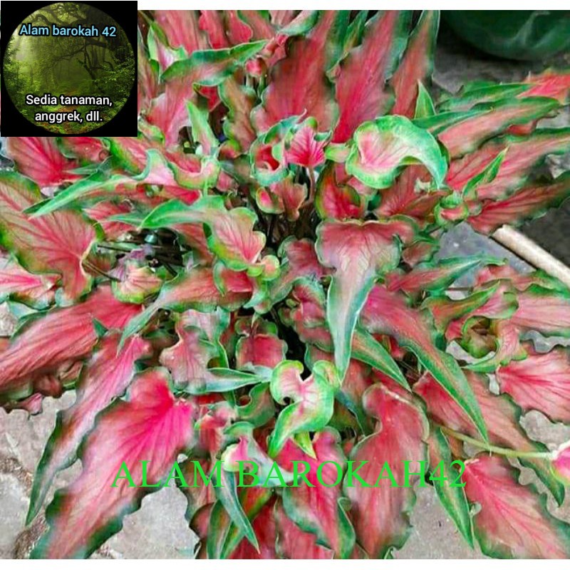 Caladium-Keladi Keris