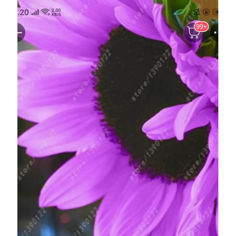 10 Butir biji bunga matahari ungu...