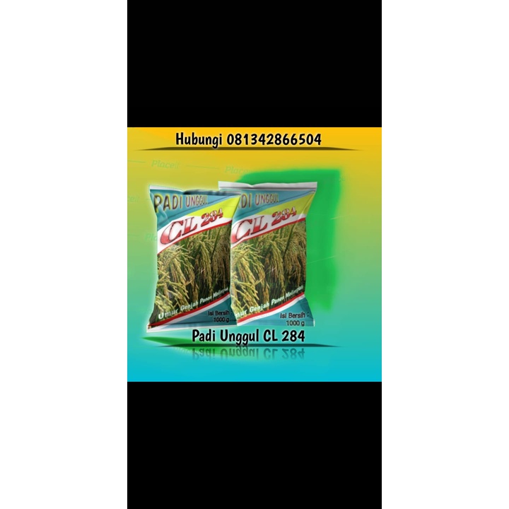 BEENIH PADI UNGGUL CL284|NASI PULEN|BENIH PADI LOKAL|BENIH PADI GALUR|TAHAN REBAH|POSTUR PENDEK
