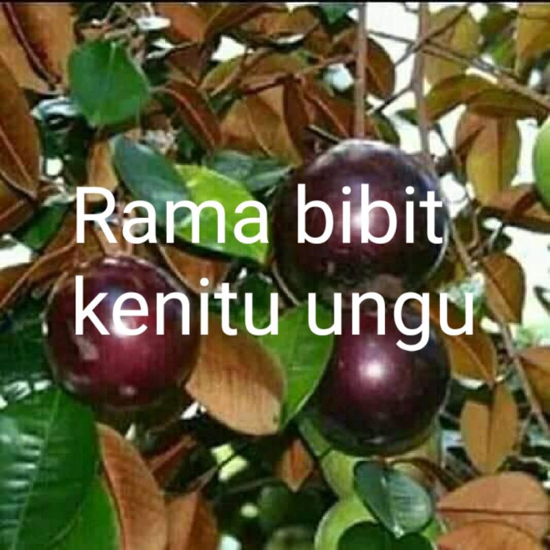 bibit kenitu ungu