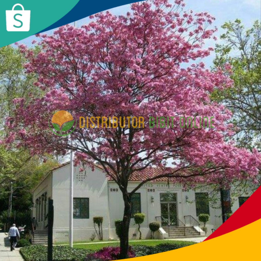 Bibit tabebuya sakura pink bibit okulasi majalengka