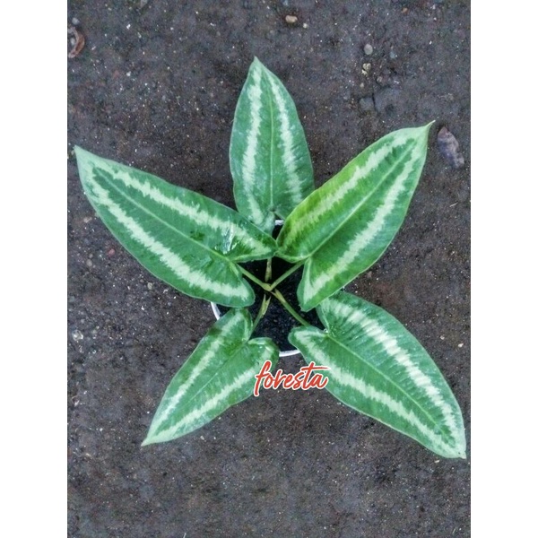 Homalomena Andromeda