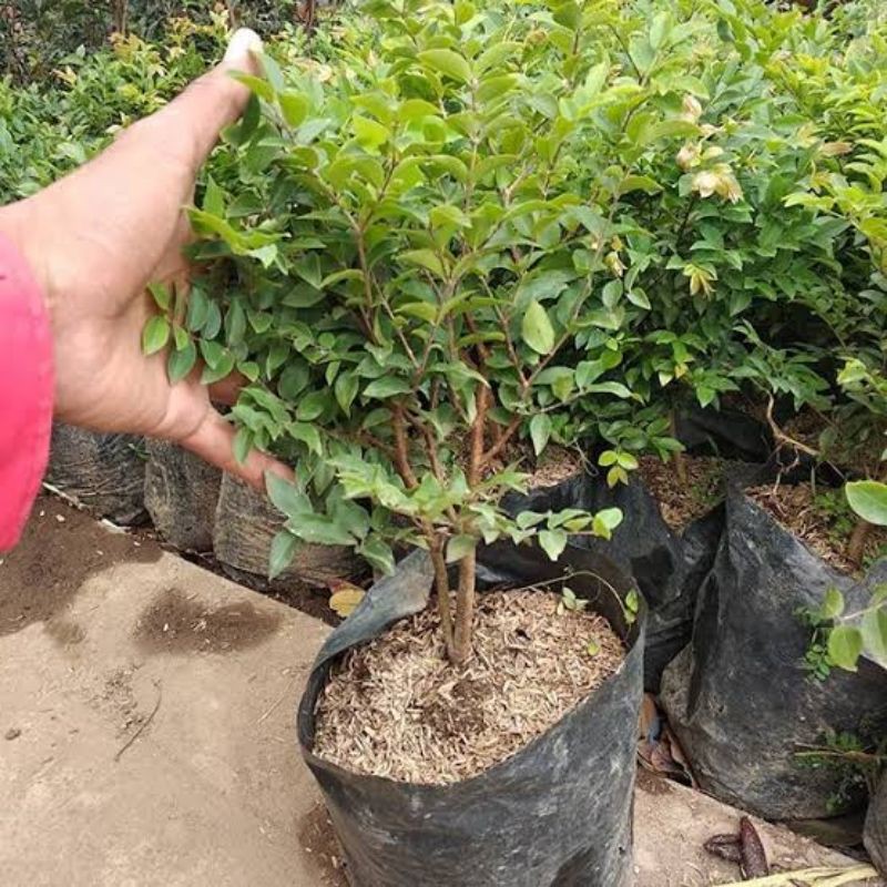 Bibit anggur brazil preco hasil cangkok cepat berbuah COD