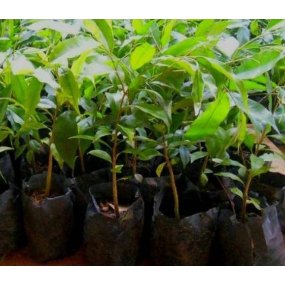 Termurah Bibit tanaman kayu gaharu super/ benih ttanaman kayu gaharu unggul/ bibit gaharu 