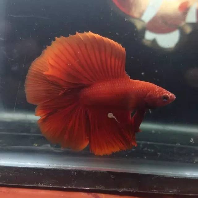 Cupang HMDT Super Red size M