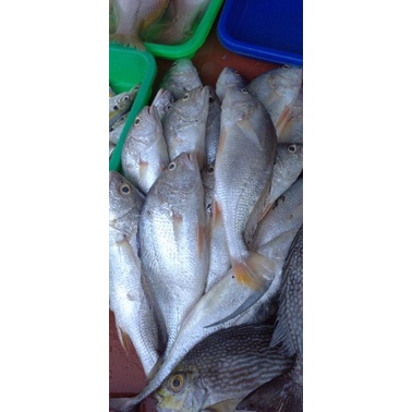 

Ikan Samgeh / Samge Segar 1kg