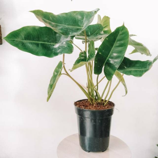 TANAMAN HIAS HIDUP PHILODENDRON BURLEMARX - PHILO BURLEMARX
