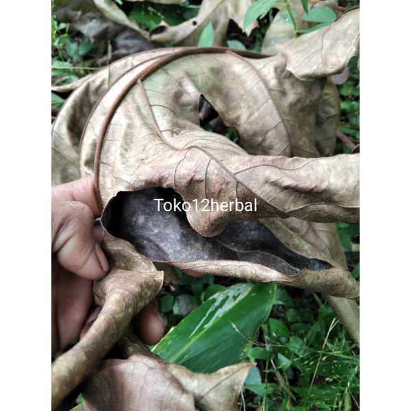 

Daun sukun kering 500gram