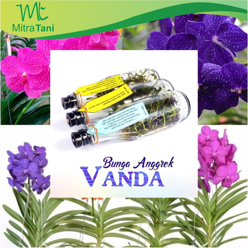 PROMO Bibit benih Bunga Anggrek VANDA Anggrek Botol