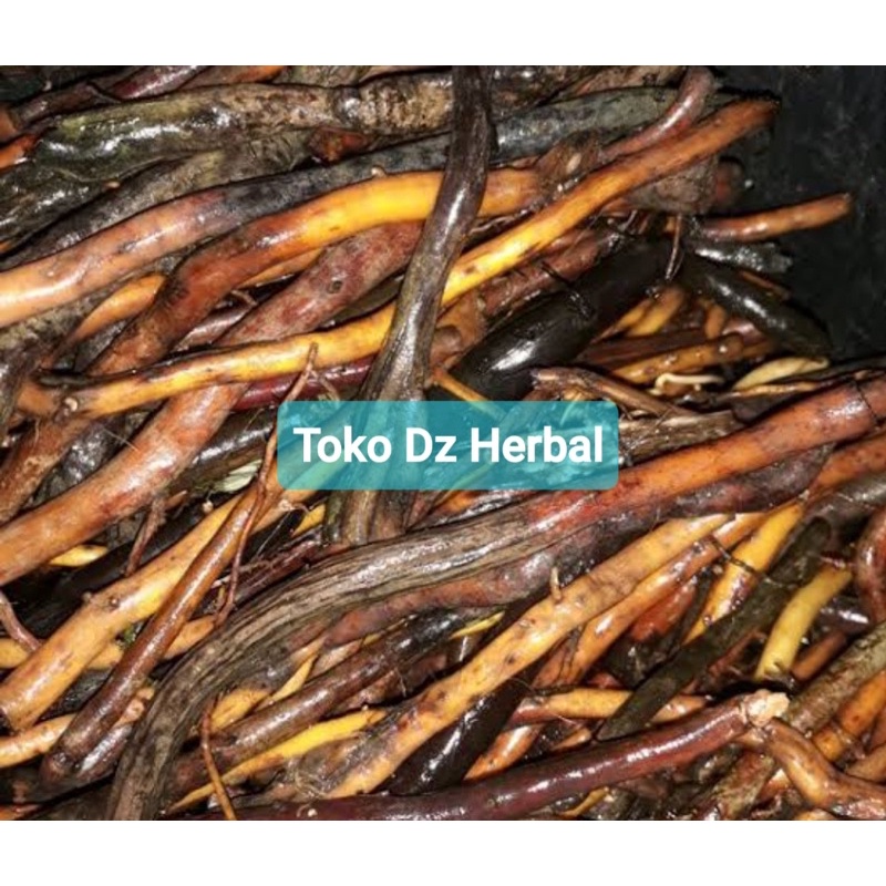 

Akar aren segar 500 gram asli organik-az