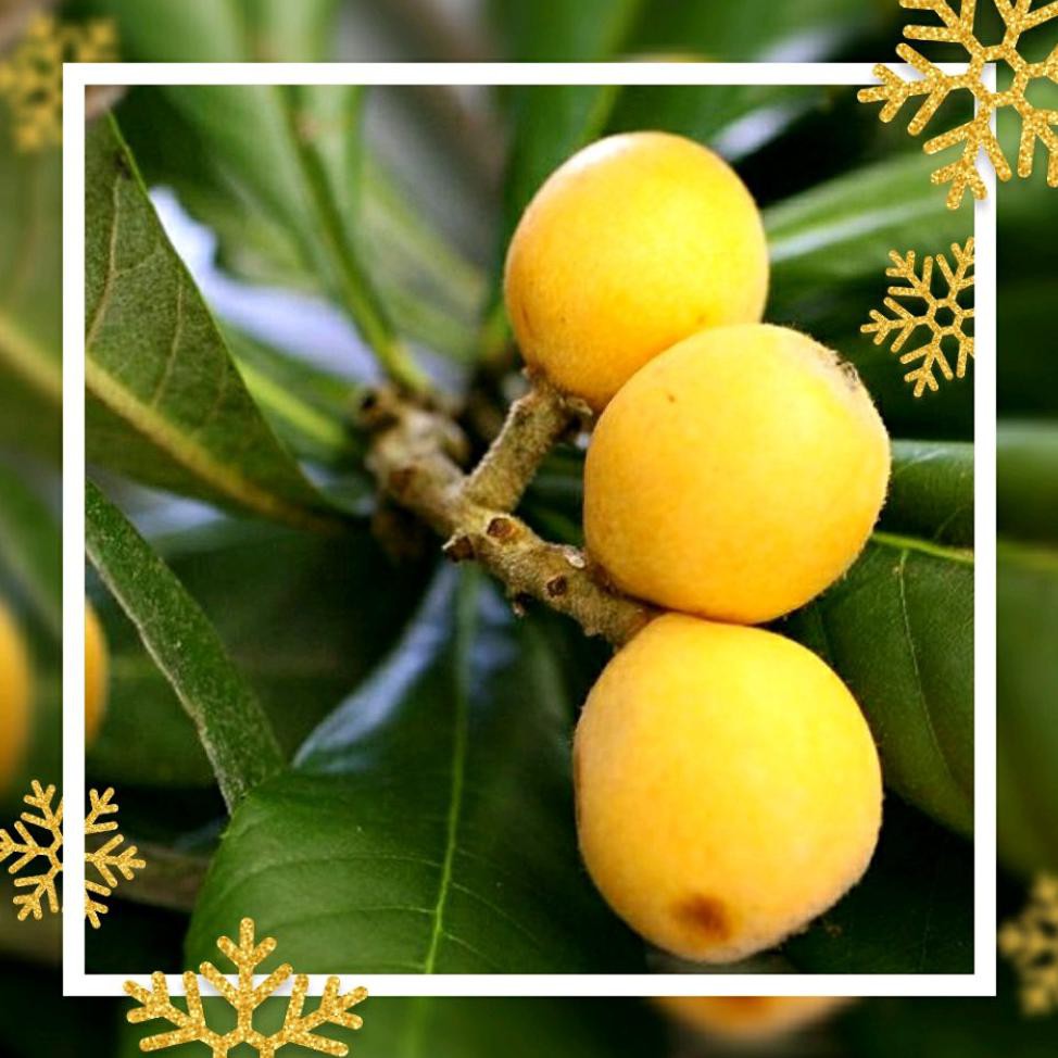 Bibit Tanaman Bibit Cangkokan Buah Leci Biwa Loquat Siap Berbuah U*