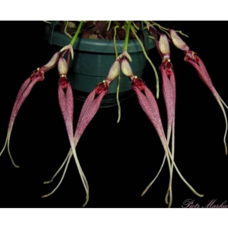 Anggrek Bulbophyllum Biflorum